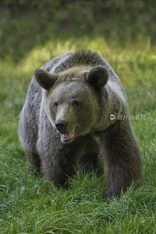 灰熊(Ursus arctos horribilis)，也被称为北美棕熊或简单的灰熊。